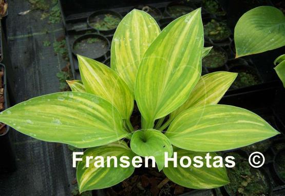 Hosta Sea Prize